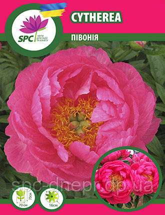 Півонія трав'янистий Cytherea, фото 1