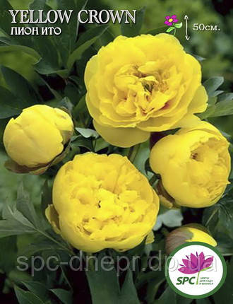 Півонія ІТО Yellow Crown, фото 3
