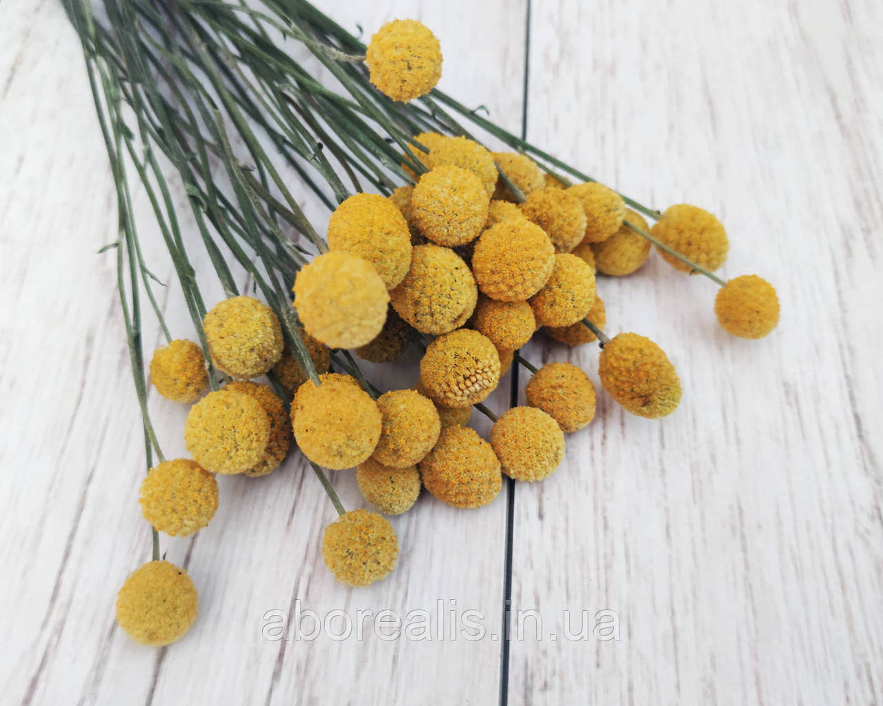 Сухоцвіт краспедія. 20 шт, фото 1