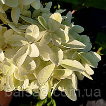 Гортензія волотиста Фантом / С3 / Hydrangea Phantom, фото 5