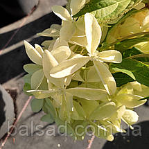 Гортензія волотиста Фантом / С3 / Hydrangea Phantom, фото 6