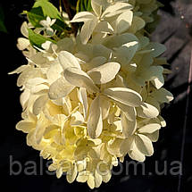 Гортензія волотиста Фантом / С3 / Hydrangea Phantom, фото 3
