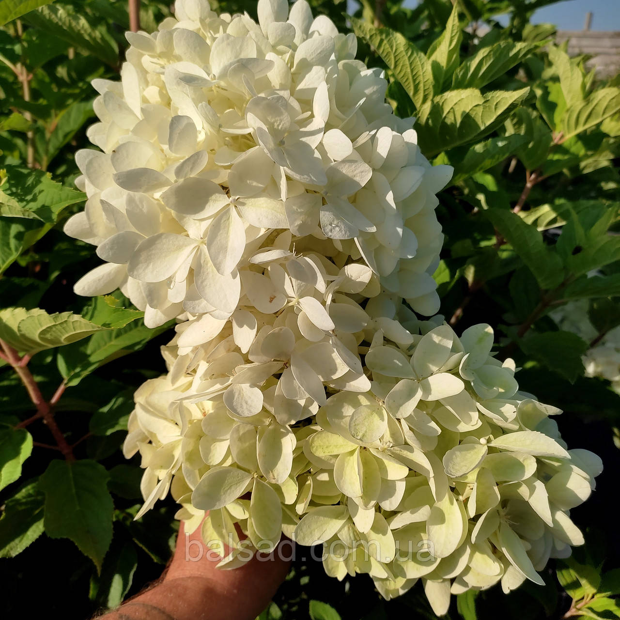 Гортензія волотиста Фантом / С3 / Hydrangea Phantom