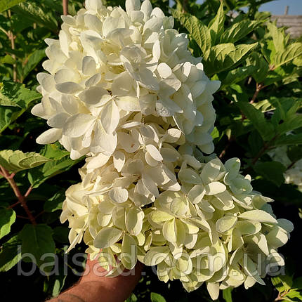 Гортензія волотиста Фантом / С3 / Hydrangea Phantom, фото 1
