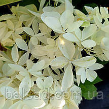 Гортензія волотиста Фантом / С3 / Hydrangea Phantom, фото 4