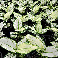 Аглаонема Белая Rovinsky Garden Aglaonema Super White, высота 15-25см, объём горшка 0,75л z13-2024