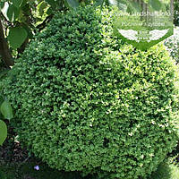 Buxus sempervirens 'Suffruticosa', Самшит вічнозелений 'Суфрутікоза',25-30см,RB - ком