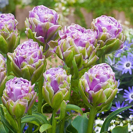 Тюльпан Махровий Violet Pranaa, фото 3