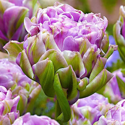 Тюльпан Махровий Violet Pranaa, фото 1