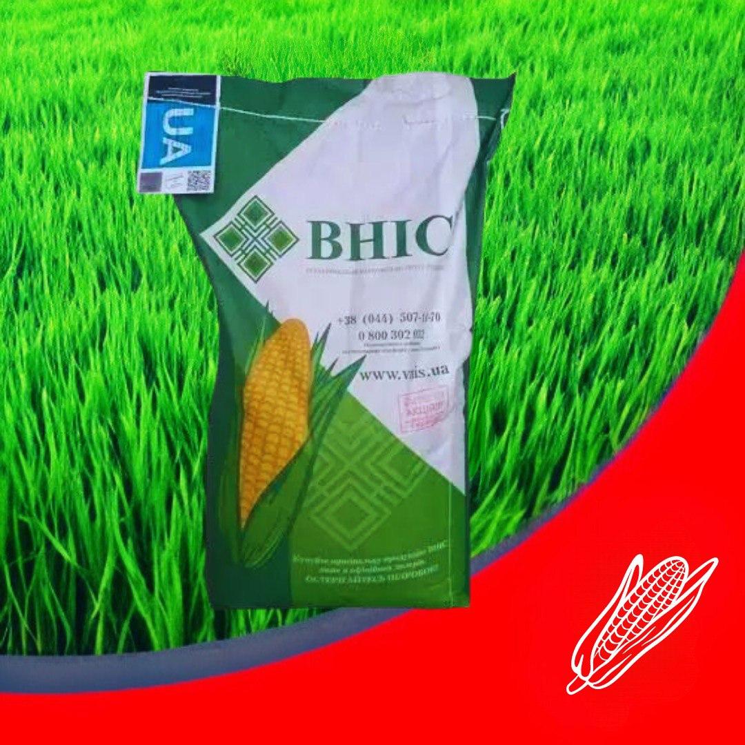 Якісне насіння кукурудзи ВН 63