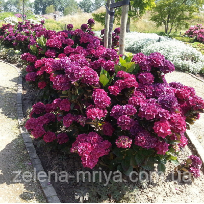 Гортензыя крупнолистна "Люцифер" (Leuchtfeuer) С5, фото 1