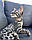 Хлопчик ♂ Холодний коричневий плямистий таббі, д.р. 30.03.2023. Розплідник Royal Cats. Україна, Київ, фото 8