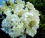 Гортензія деревоподібна біла, фото 4
