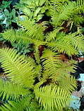 Папоротнік Страусине перо, фото 2