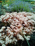 Очіток білий атропурсуреа, фото 2