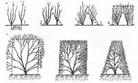 Граб обыкновенный/Carpinus betulus контейнер P9-C1 Н 30 -50