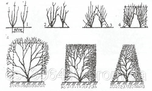 Граб обыкновенный/Carpinus betulus контейнер P9-C1 Н 30 -50 - фото 1 - id-p1893905149