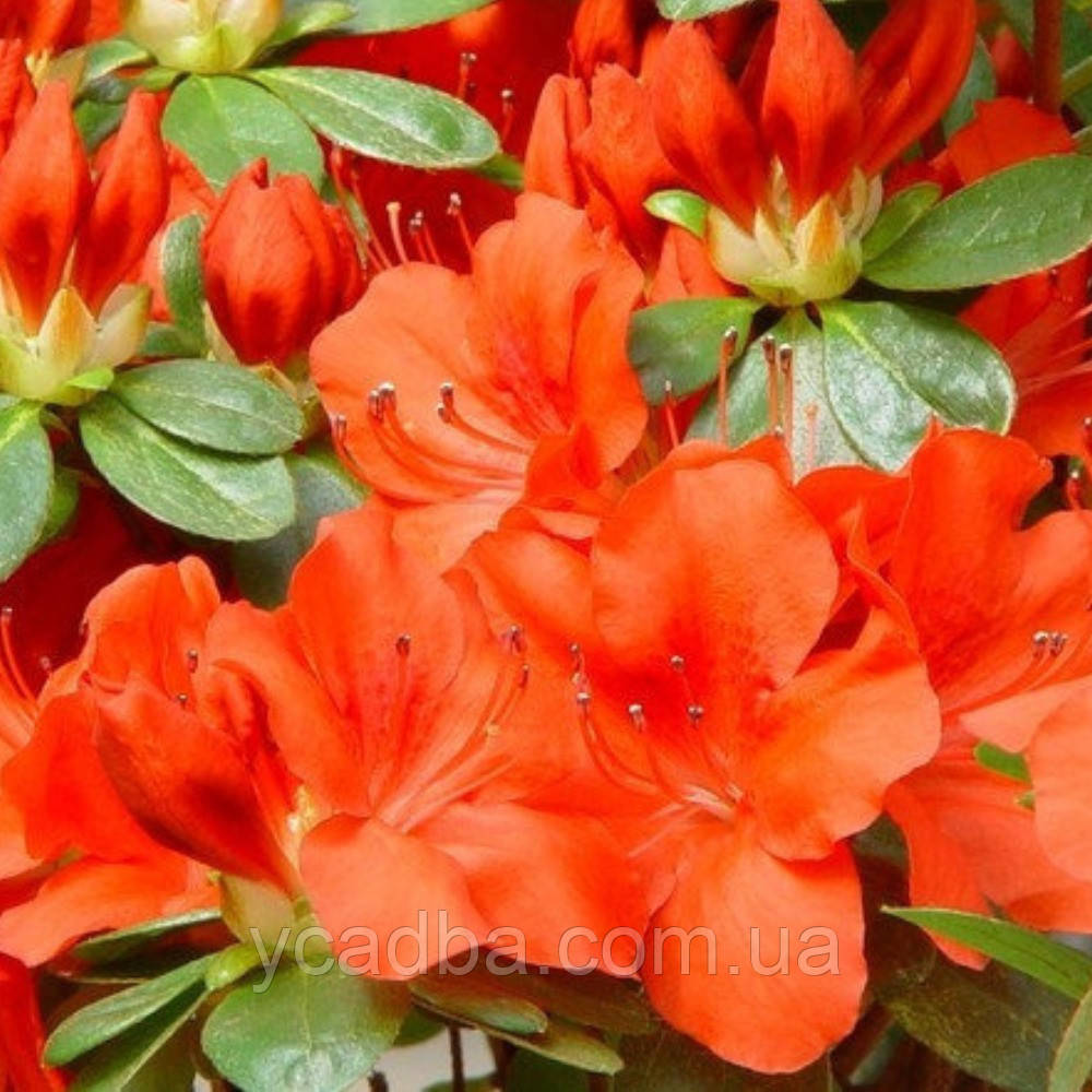 Азалія японська Гейша Оранж (Geisha Orange) (горщик 2роки)