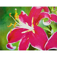 Алмазна мозаїка "Орхідея" в рулоні 30х40 GB72383