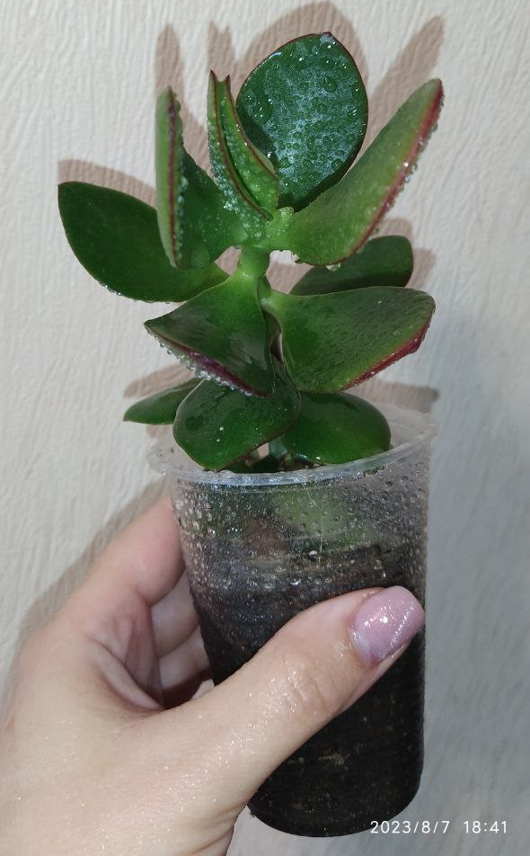 Грошове дерево, фото 1