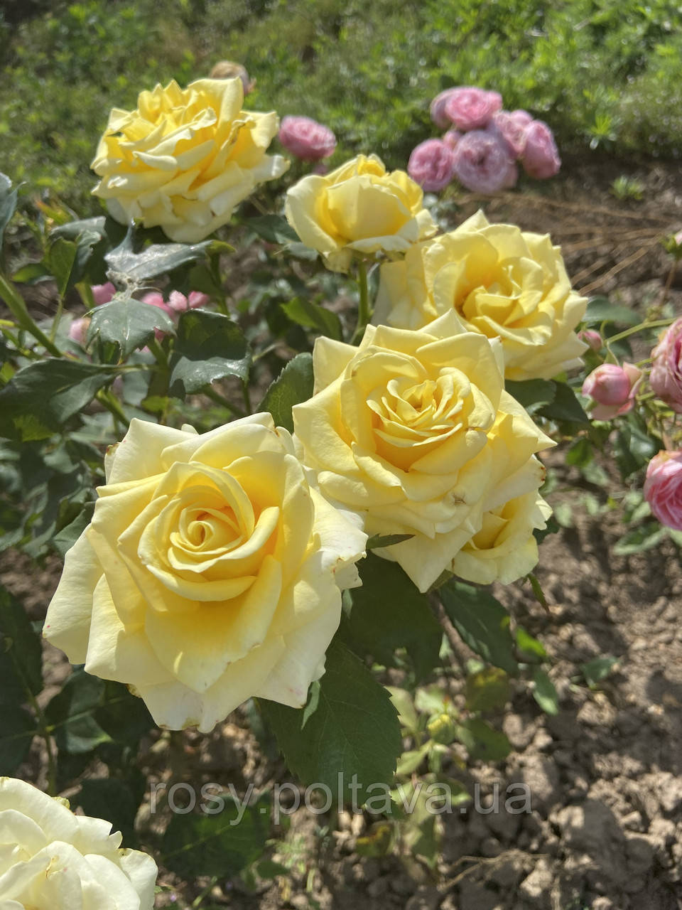 Іліос (Ilios), фото 1