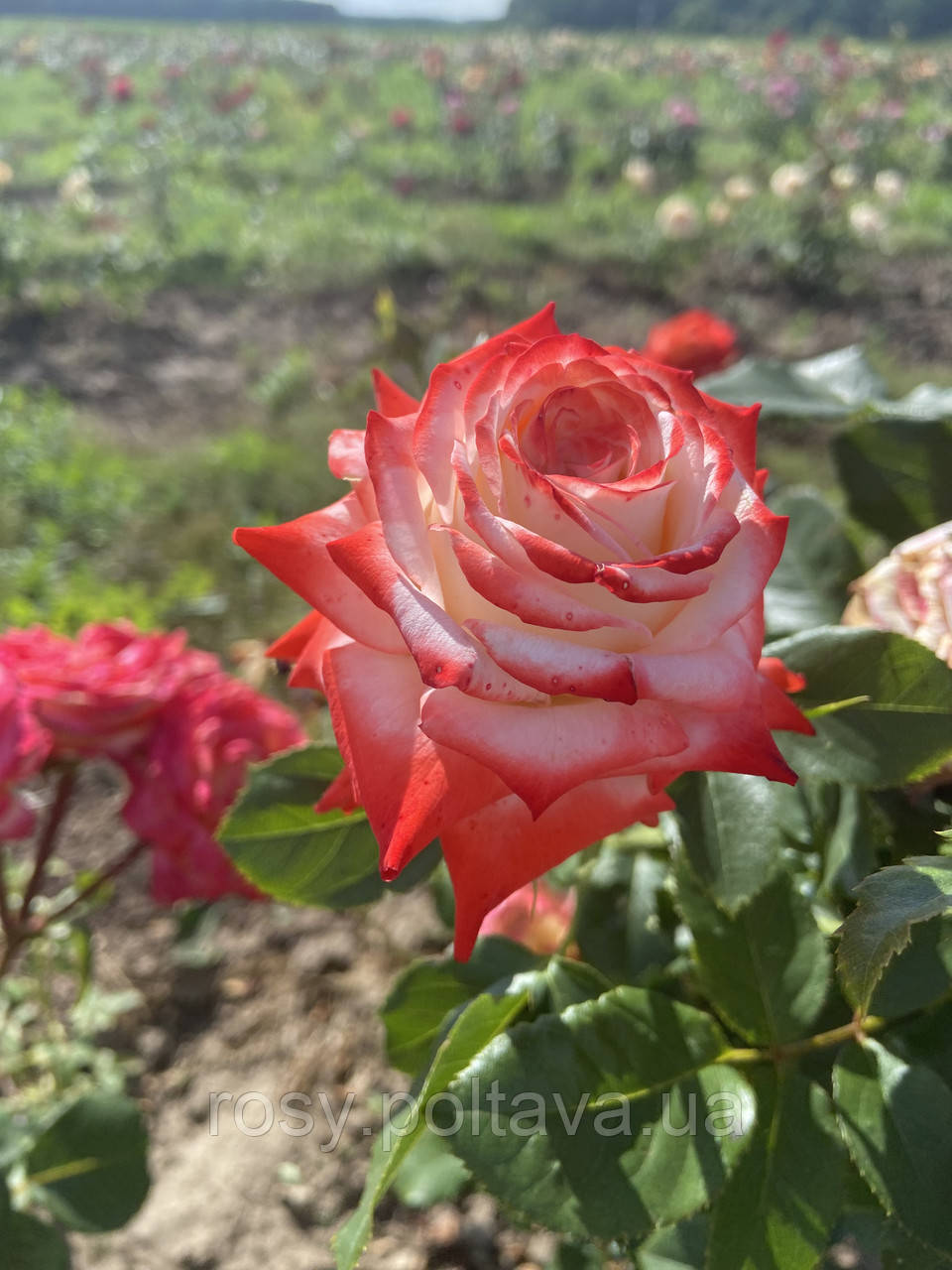 Імператриця (Imperatrice Farah), фото 1