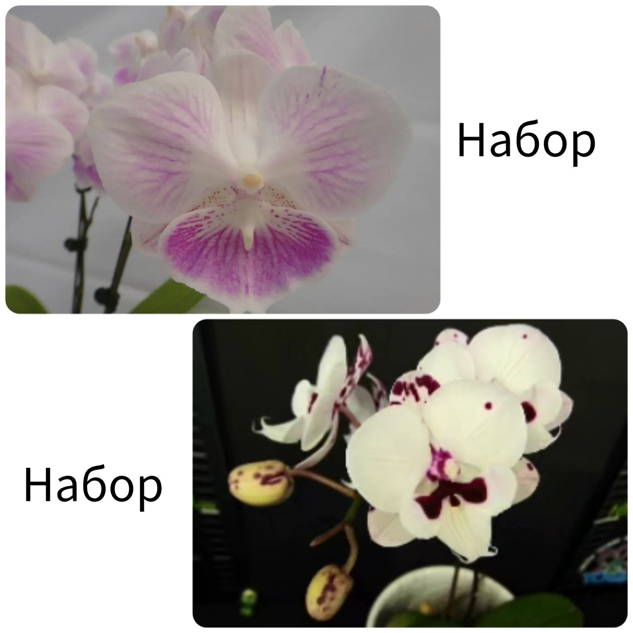 Набір 2 шт орхідей Інь і Янь. Без квітів, розмір 2.5"