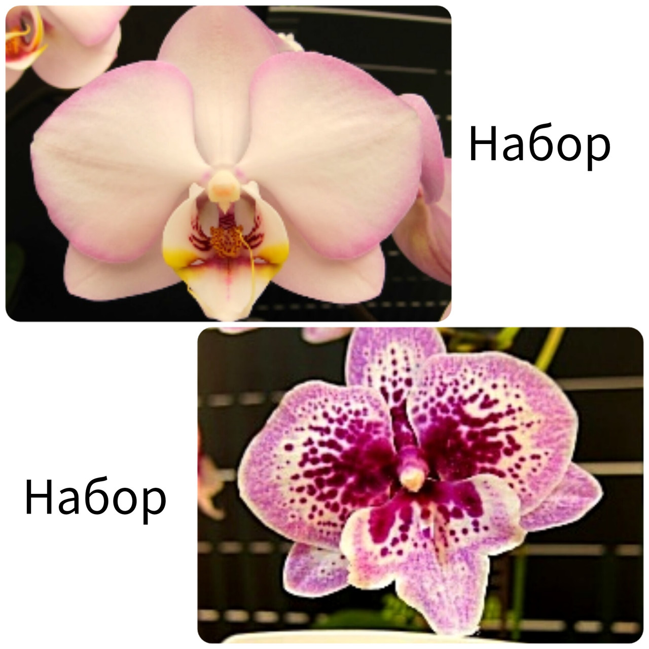 Набір 2 шт орхідей Перламутр. Без квітів, розмір 2.5", фото 1