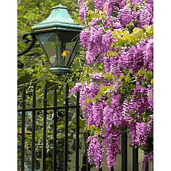 Картина за номерами Strateg ПРЕМІУМ Фіолетова гліцинія з лаком та з рівнем розміром 40х50 см (GS1479)