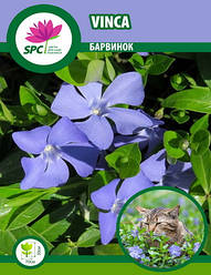 Барвінок Vinca