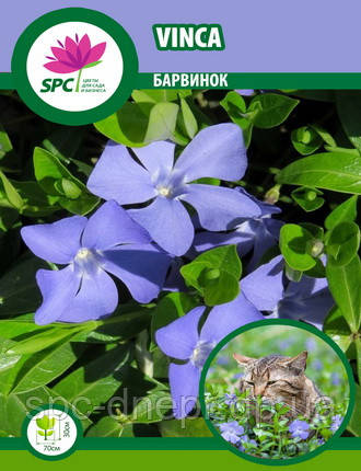 Барвінок Vinca, фото 1