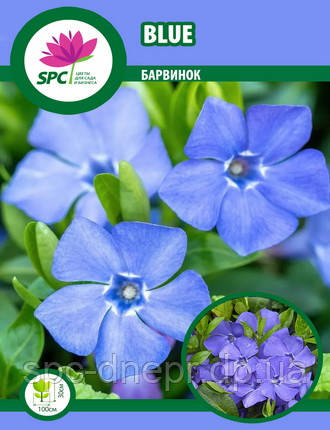 Барвінок великий Blue, фото 1
