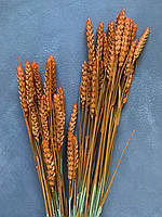 Пшеница крашенная оранжевая (20 шт)