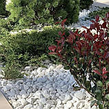 Галька біла декоративна для клумб та ландшафтного дизайну  (ціна за 1 кг від 1 тони), фото 8