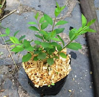 Сніжноягідник Доренбоза Магік беррі.