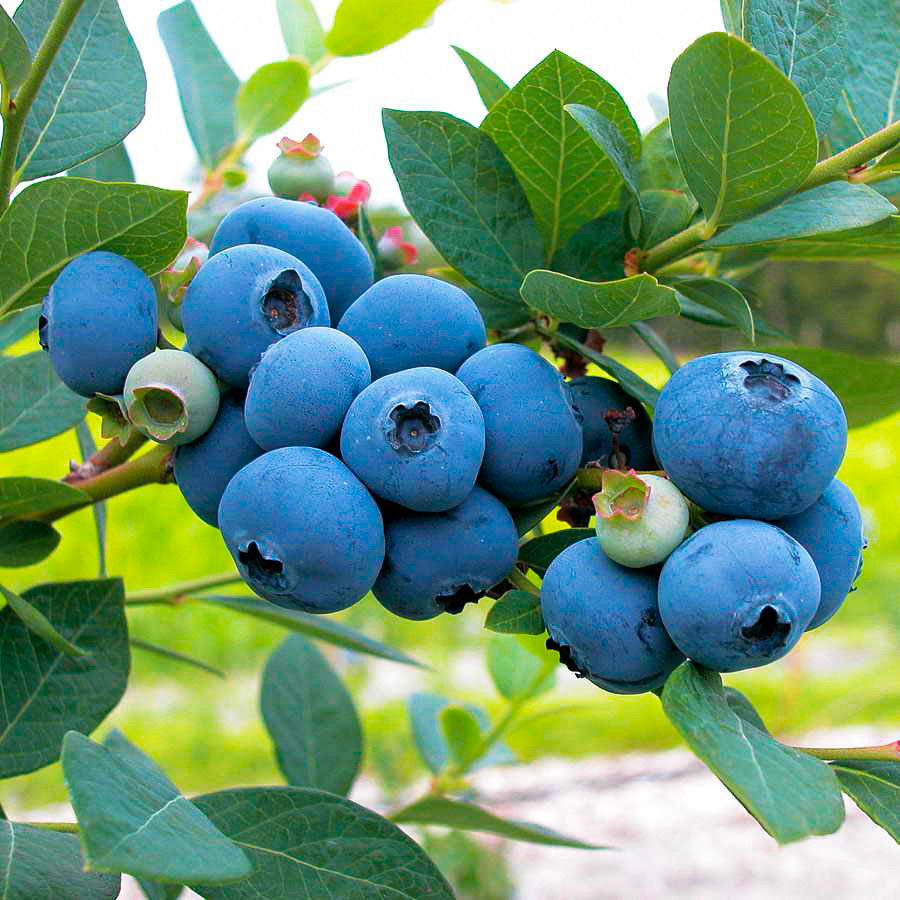 Саджанці Лохини Нортблю - середня, низькоросла, урожайна (3-х річна) С2, фото 1