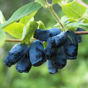 Саджанці жимолості їстівної Синя Скеля - середньо-рання, крупноплідна, десертна