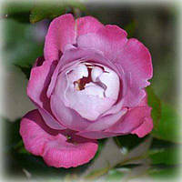 Роза японская Буль де Парфюм (Boul de Parfum), шраб в контейнере