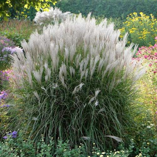 Міскантус китайський Клейн Сільберспайн Miscanthus sinensis Kleine Silberspinne Мискантус 2 річний - фото 2 - id-p1916668491