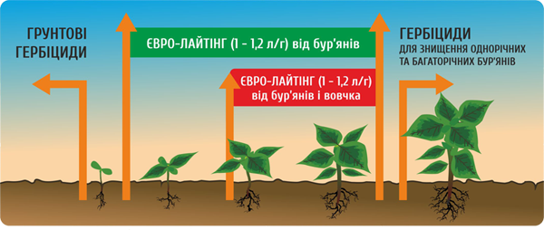 Подсолнечник НС ИМИСАН под евролайтинг. Юг Агролидер Оригинатор - Нови Сад (Сербия) - фото 6 - id-p333699243