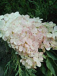 Гортензія метильчаста Ваніль Фрайз 1 рік, фото 3