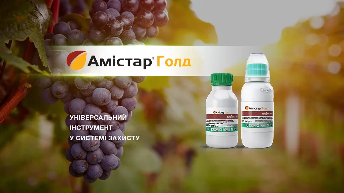 Фунгіцид Амістар Голд 250 SC к.с. 100 мл, Syngenta, Швейцария