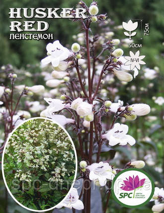 Пенстемон Hasker Red