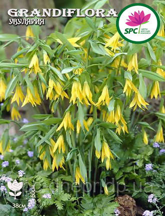 Увулярія Grandiflora