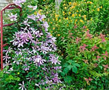 Клематис лілово-фіолетовий 1рік, фото 3