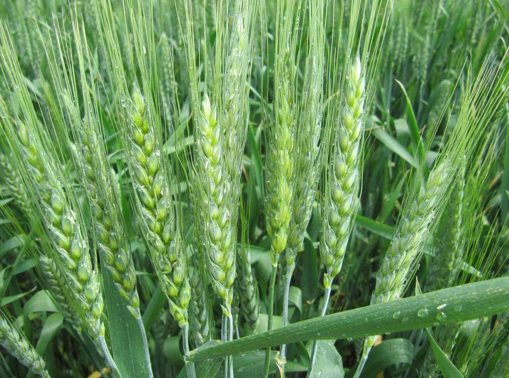 Мескаль насіння озимої пшениці, Limagrain (Лимагран), безоста, Перша репродукція