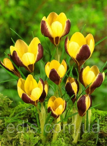 Крокус Ботанічний Gipsy Girl 5 цибулин, фото 1