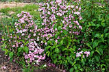 Вейгела рожева 4 роки, фото 3