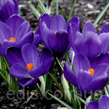 Крокус Великоквітковий Flower Record 5 цибулин, фото 1