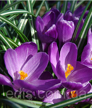 Крокус Великоквітковий Flower Record 5 цибулин, фото 3